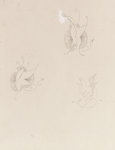 Dos mariposas de Whistler y un boceto destruido, c.1890